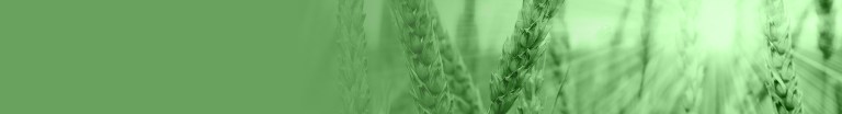 Sustainability - wheat field